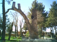 Tree from which Imam Reza gave his famous Golden Chain speech